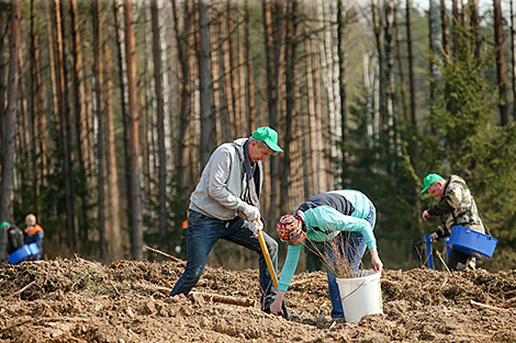 Forest Week in Minsk Oblast 