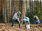 Forest Week in Minsk Oblast 