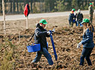 Forest Week in Minsk Oblast 