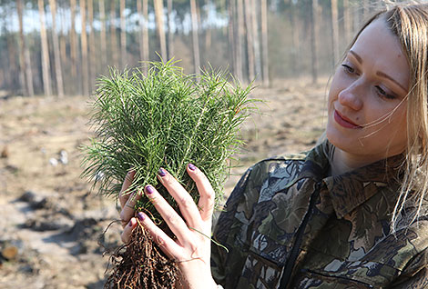 Forest Week in Gomel Oblast 