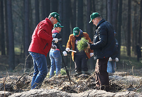 Forest Week in Gomel Oblast 