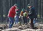 Forest Week in Gomel Oblast 