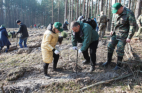 Forest Week in Gomel Oblast 