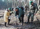 Forest Week in Gomel Oblast 