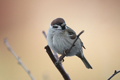 Sparrow