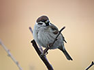 Sparrow