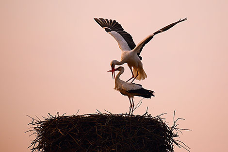 White storks have returned to Belarus