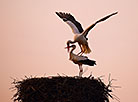 White storks have returned to Belarus