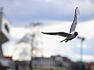 Gull in Minsk