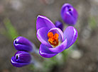 Crocuses