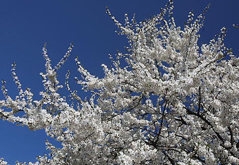 Spring in Gomel park