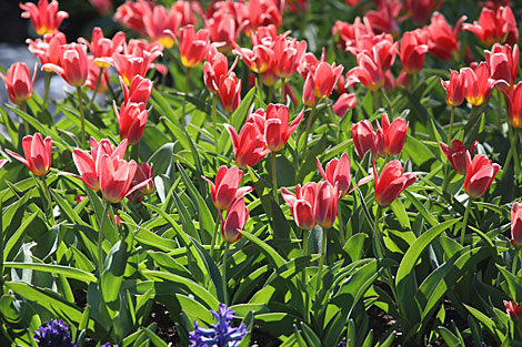 Spring in Gomel park