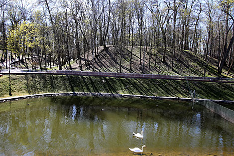 Swans in Gomel park