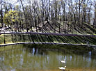 Swans in Gomel park