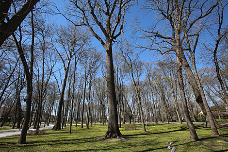 Spring in Gomel park