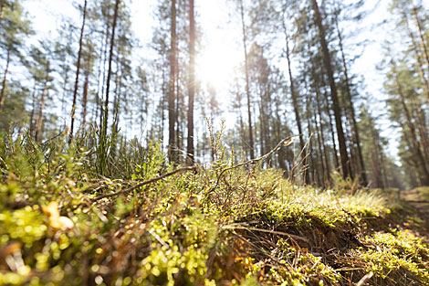 Pristine forests