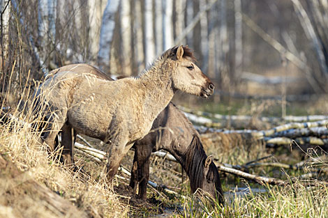 Wild horses of the Konik breed