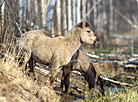 Wild horses of the Konik breed