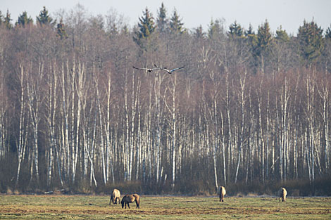 Wild horses of the Konik breed