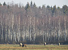 Wild horses of the Konik breed