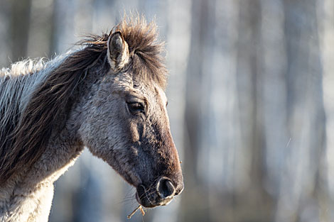 Wild horses of the Konik breed