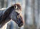 Wild horses of the Konik breed