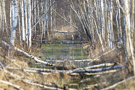 Pristine forests