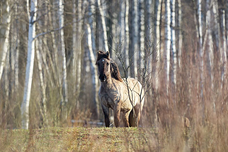 Wild horses of the Konik breed