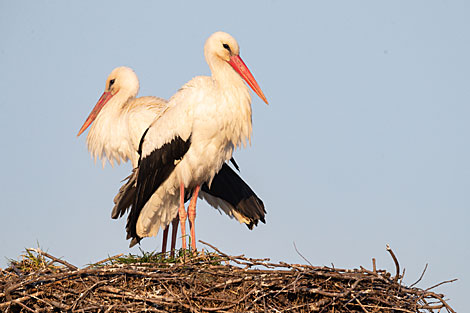 Storks in their nest