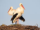 Storks in their nest