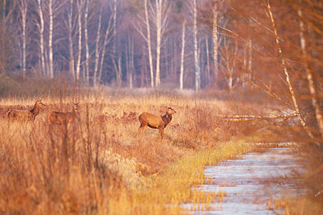 Roe deer near a watering place