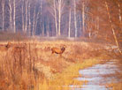 Roe deer near a watering place