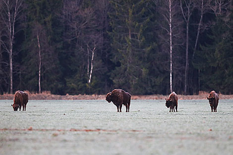 Bison are a symbol of the Naliboki Landscape Reserve