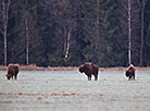 Bison are a symbol of the Naliboki Landscape Reserve