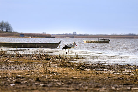 Stork on the lake shore 