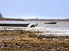 Stork on the lake shore 