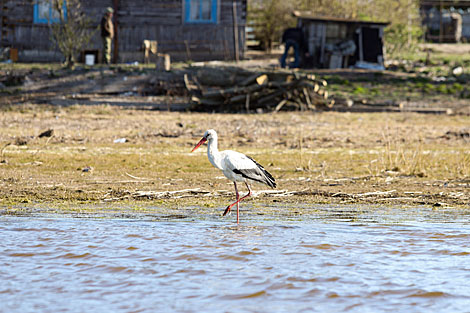 Stork on the lake shore