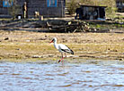 Stork on the lake shore