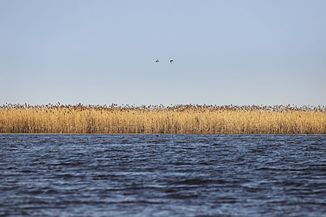 Canebrake on Sporovskoye Lake