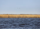 Canebrake on Sporovskoye Lake