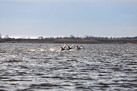 Swans on Sporovskoye Lake