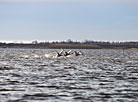 Swans on Sporovskoye Lake