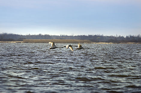 Swans on Sporovskoye Lake