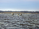 Swans on Sporovskoye Lake