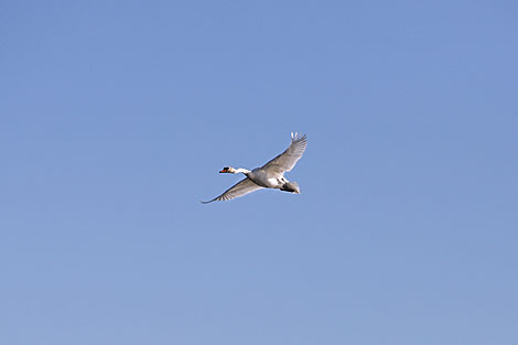 Swans on Sporovskoye Lake