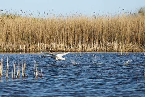 Swans on Sporovskoye Lake