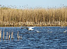 Swans on Sporovskoye Lake