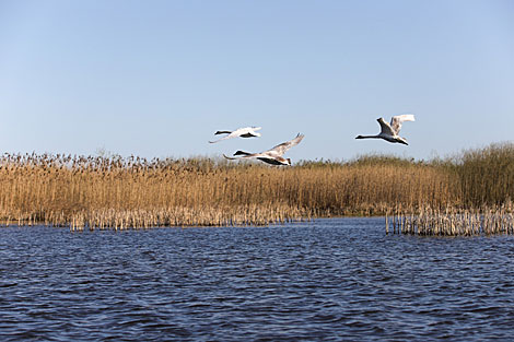 Swans on Sporovskoye Lake