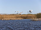 Swans on Sporovskoye Lake