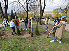Новые деревья высадили в минском парке имени 40-летия Октября
